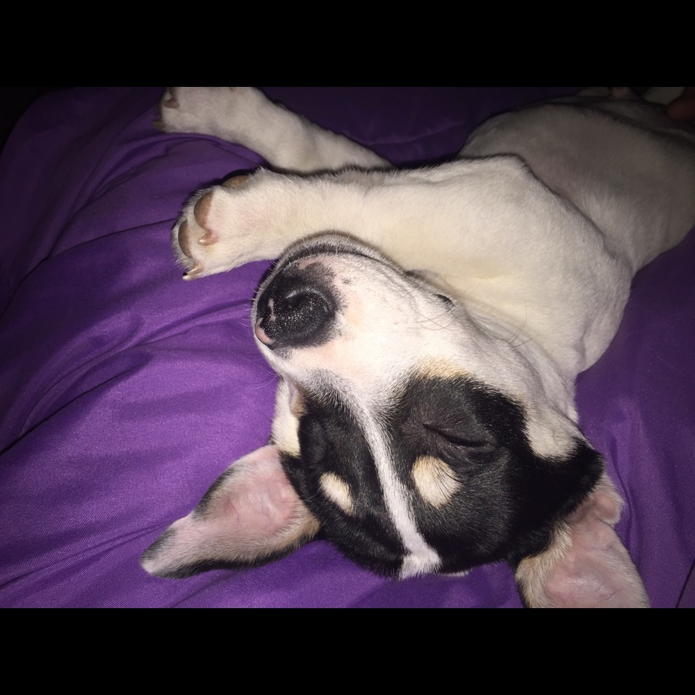 Meet your Posher, Ozzie